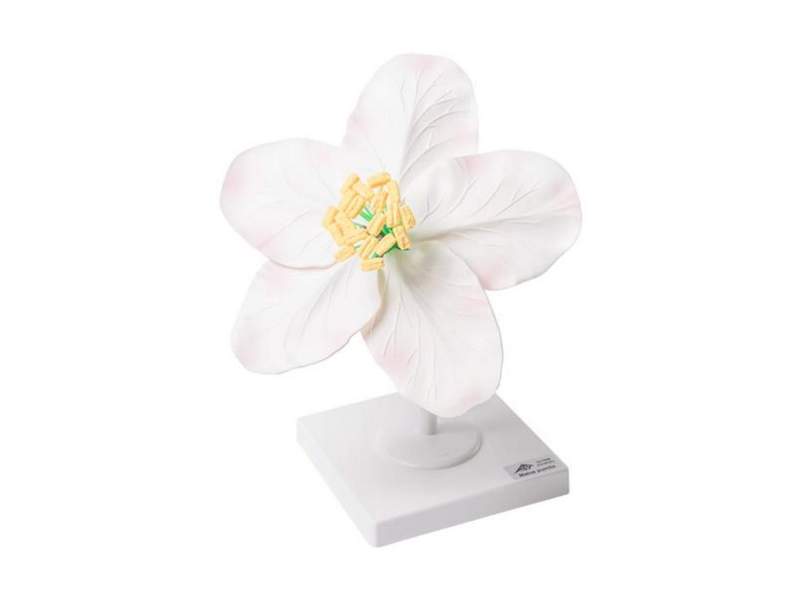 Модель цветка яблони карликовой