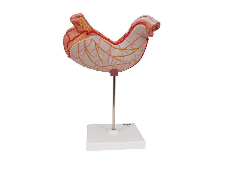 Модель желудка, 2 части