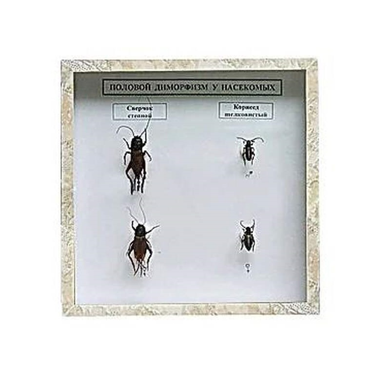 Коллекция энтомологическая «Половой диморфизм» для школы