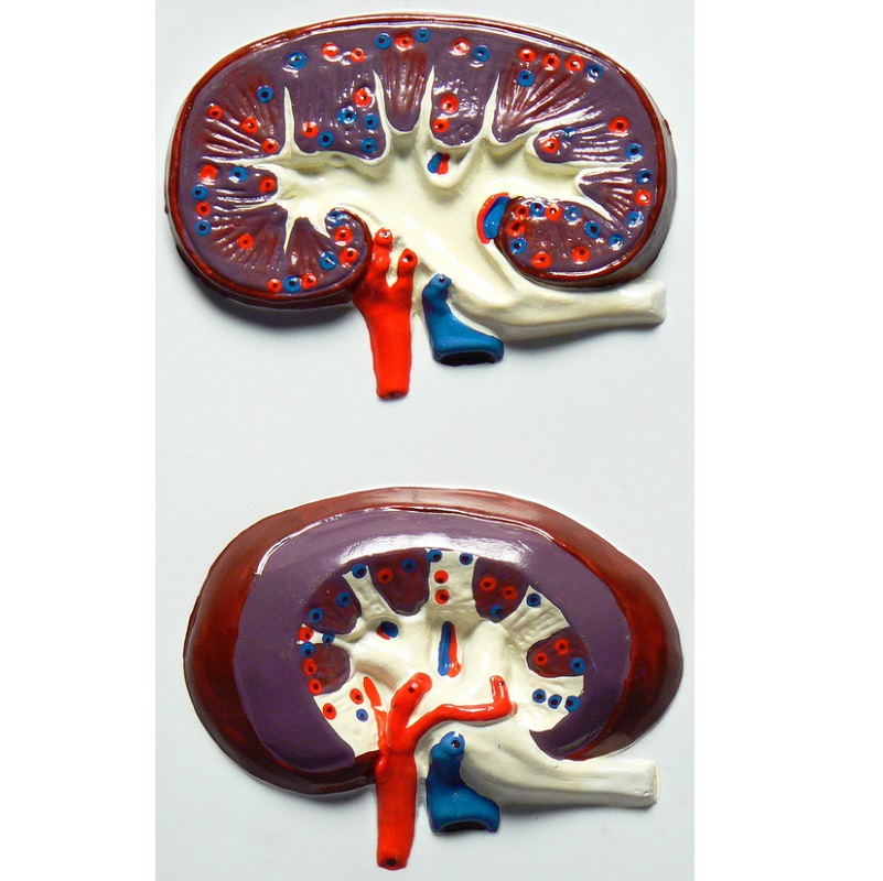 Барельефная модель «Строение почки»