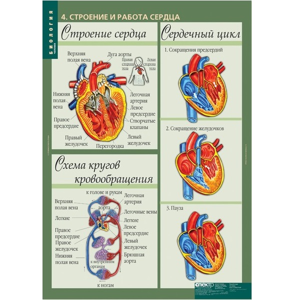 Комплект таблиц "Биология 8-9 класс Человек" (12 шт)