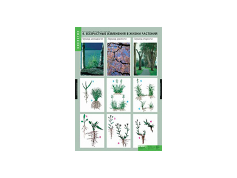 Таблицы "Растение - живой организм" 4 шт.