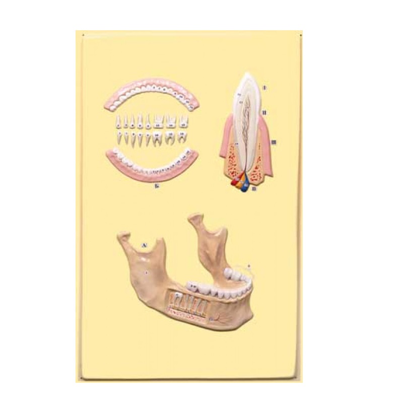 Барельефная модель "Челюсть человека" на планшете