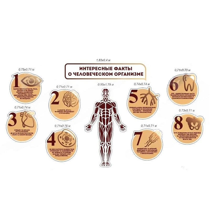 Комплект стендов «Интересные факты о человеческом организме»
