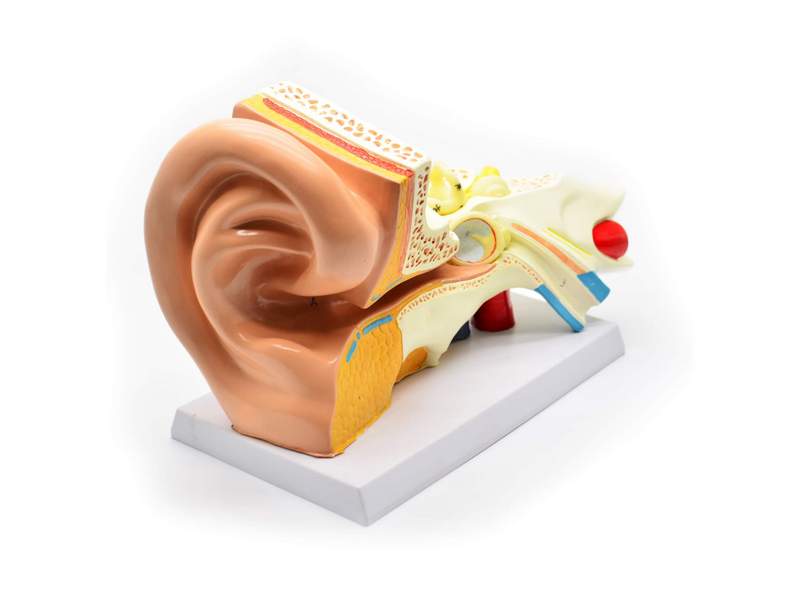 Модель уха, 3-кратное увеличение, 6 частей