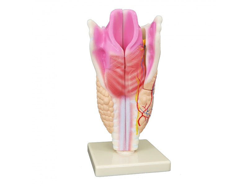 Модель "Гортань в разрезе"