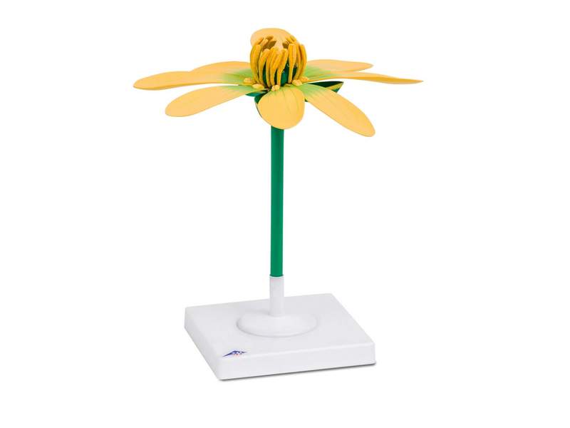 Модель цветка «Чистяк весенний» — увеличение 10×