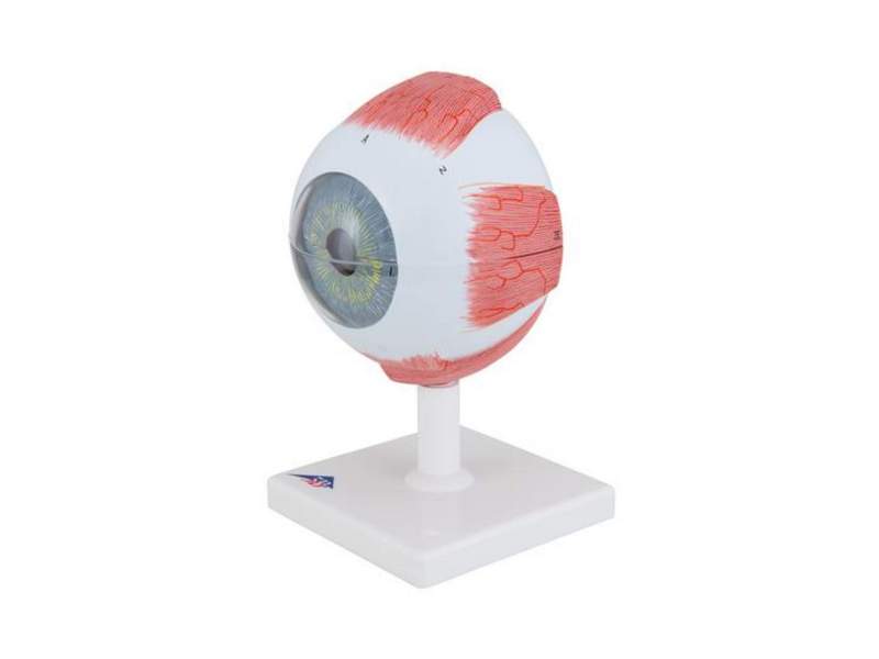 Модель глаза, 13x14x21 см