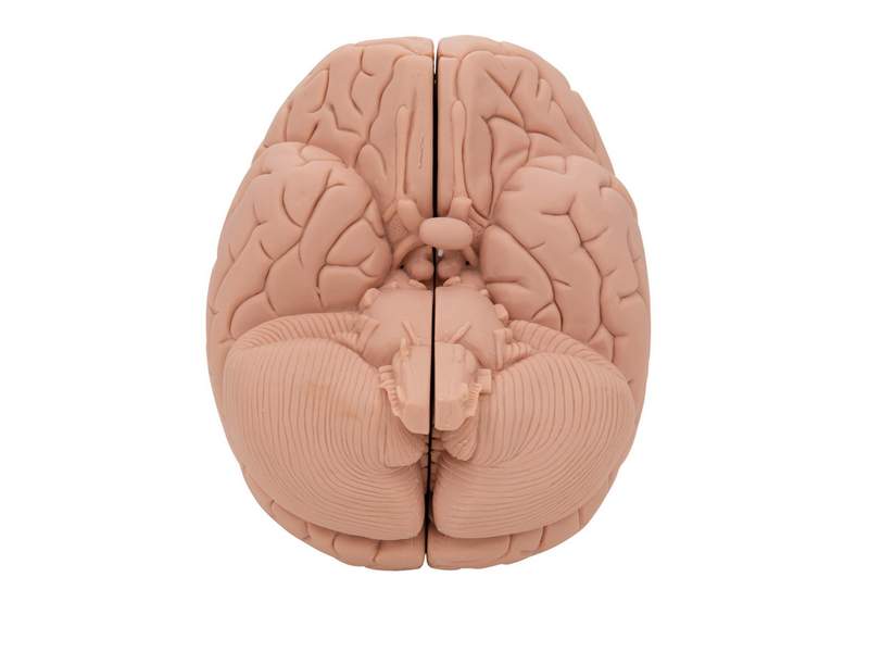 Модель мозга для начального изучения