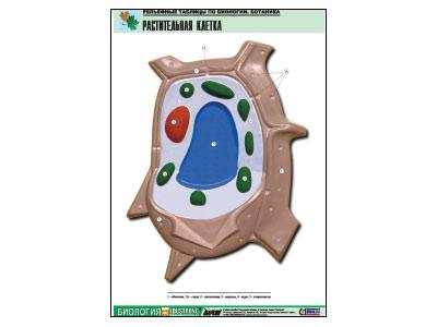 Рельефная таблица Растительная клетка, А1