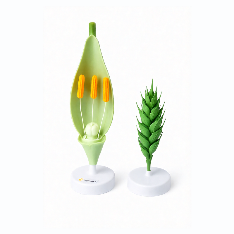 Модель цветка пшеницы