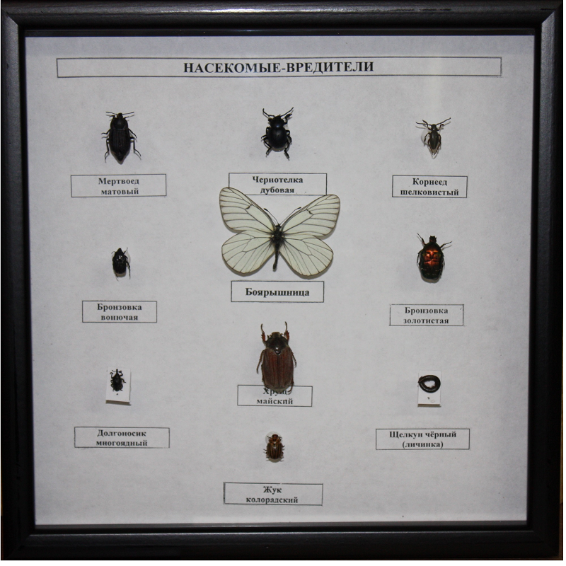 Энтомологическая коллекция «Насекомые‑вредители», арт. ПРШ‑Б48