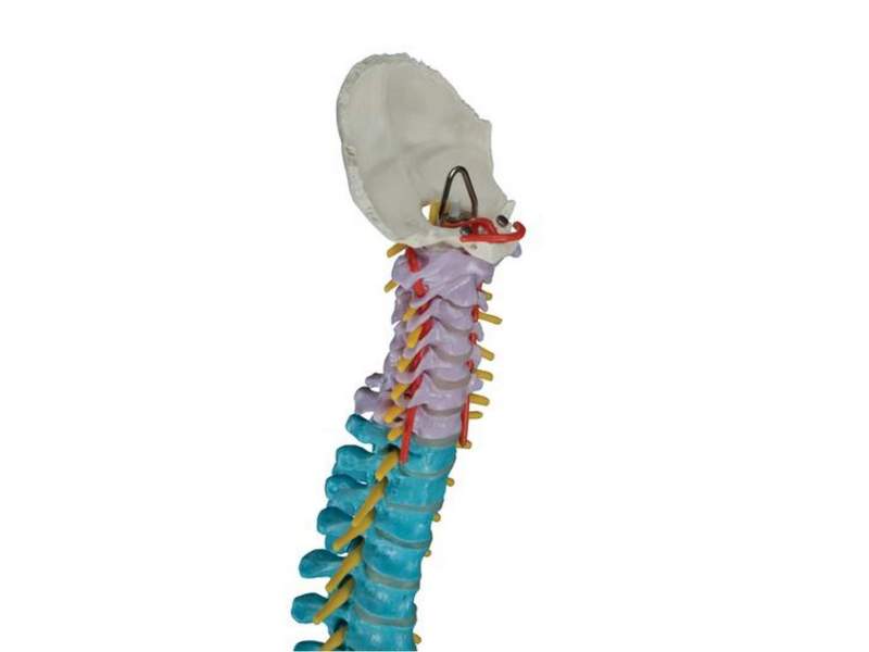 Дидактическая модель гибкого позвоночника цветная