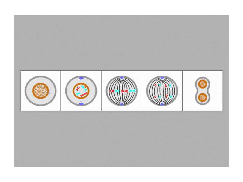 Модель-аппликация «Деление клетки» (митоз и мейоз)