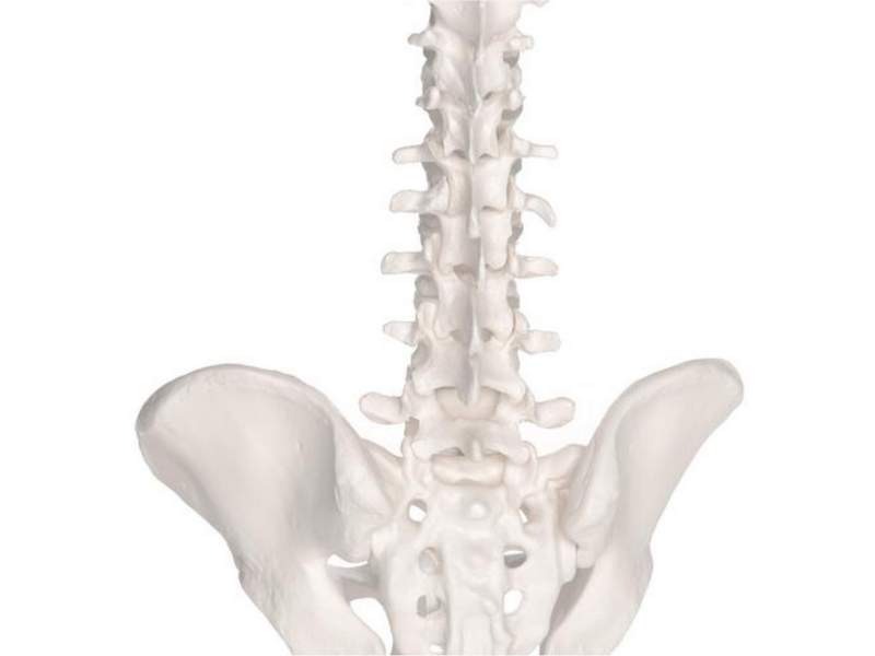 Модель эластичного мини-позвоночника на подставке