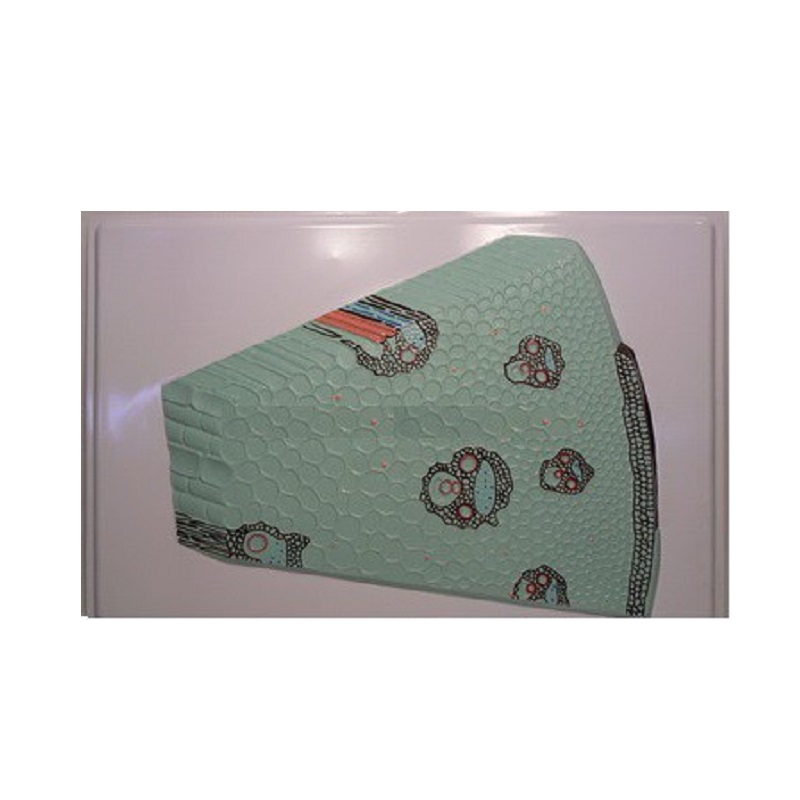 Барельефная модель "Клеточное строение стебля" (пластик)