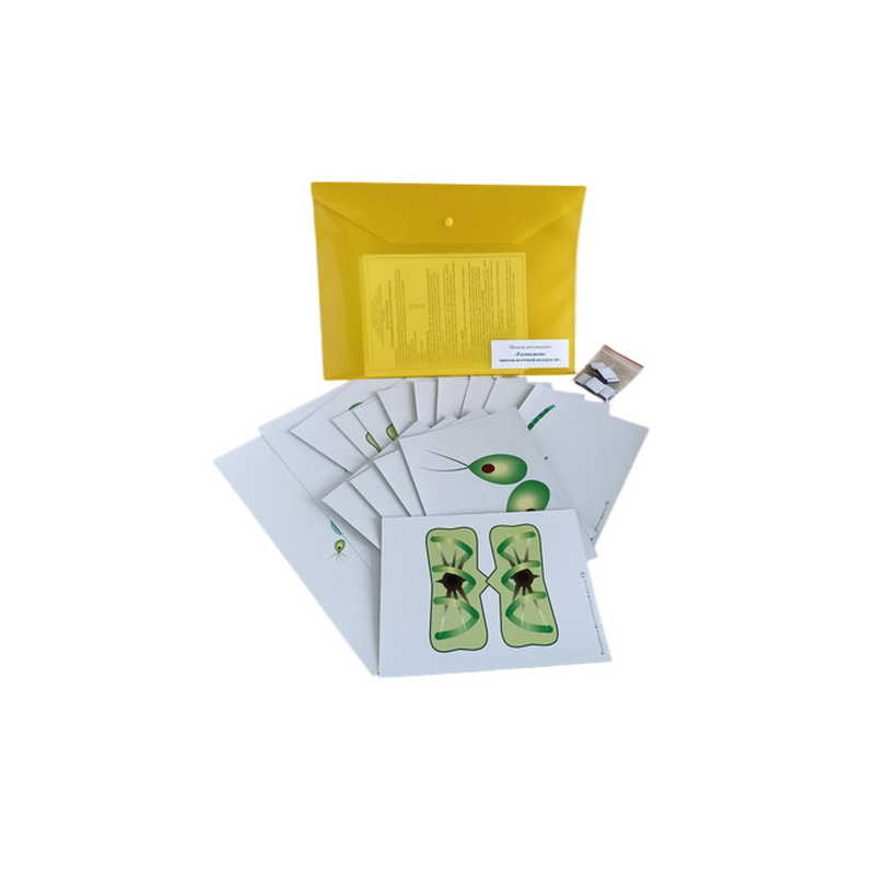 Модель-аппликация Размножение многоклеточной водоросли