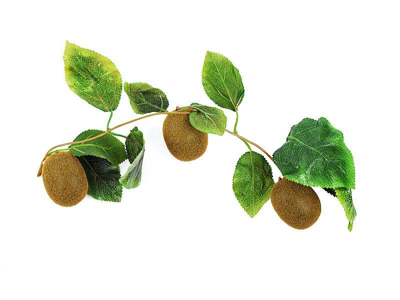 Ветка муляжей «Киви»