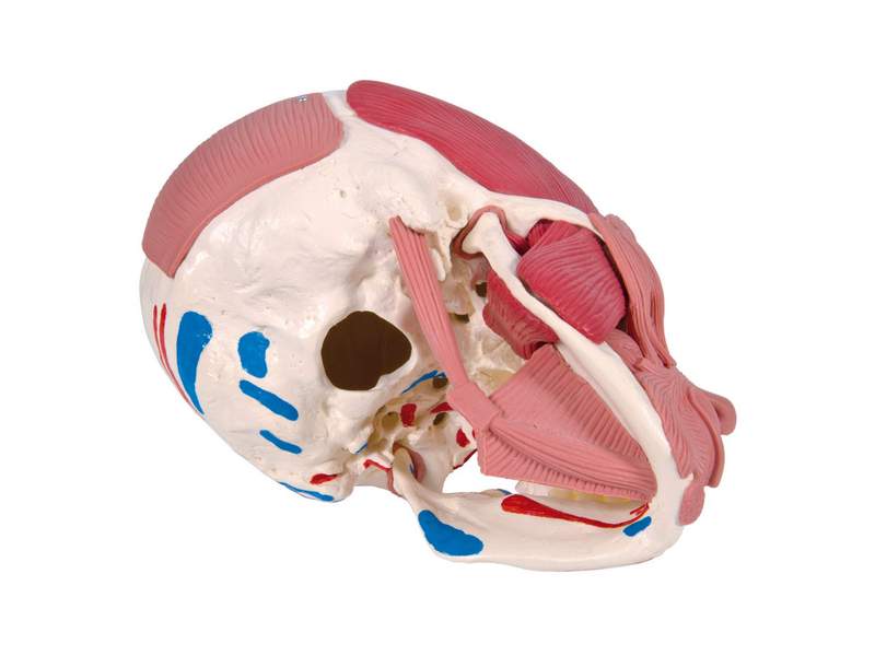 Модель черепа с лицевыми мышцами