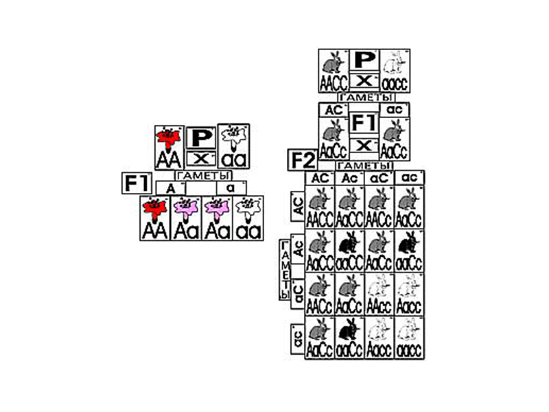 Модель "Неполное доминирование и взаимодействие генов"