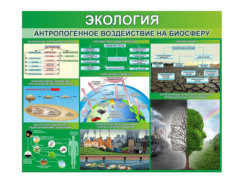 Стенд Экология. Антропогенное воздействие на биосферу