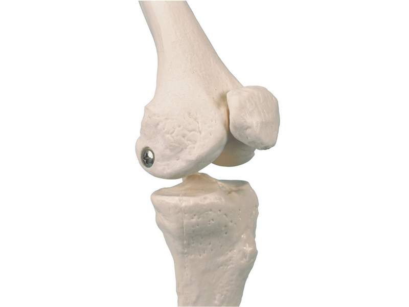 Модель мини-скелета с разметкой мышц на подставке