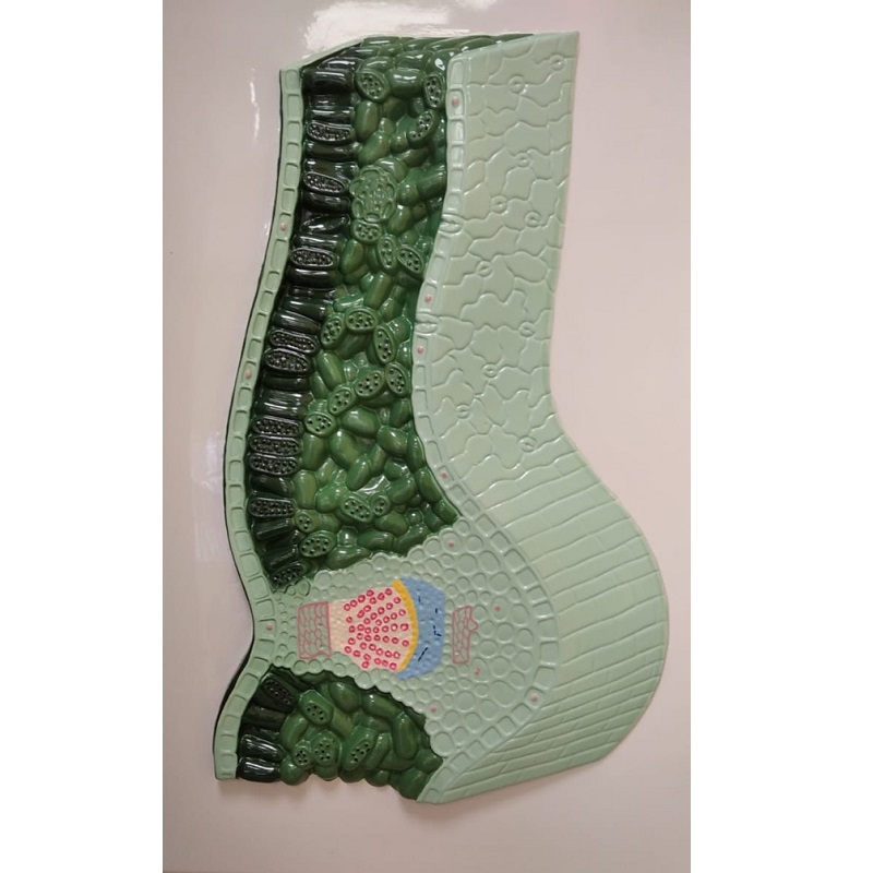 Барельефная модель «Клеточное строение листа»