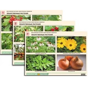 Комплект ламинированных таблиц «Растения», 21 шт.