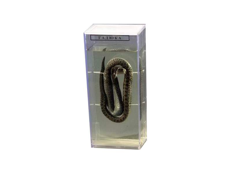 Влажный препарат Уж