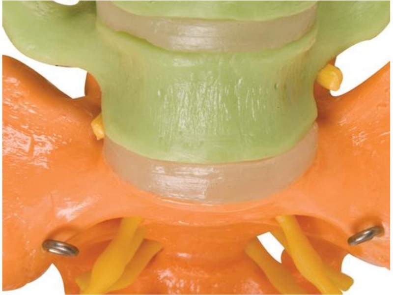 Дидактическая модель гибкого позвоночника цветная