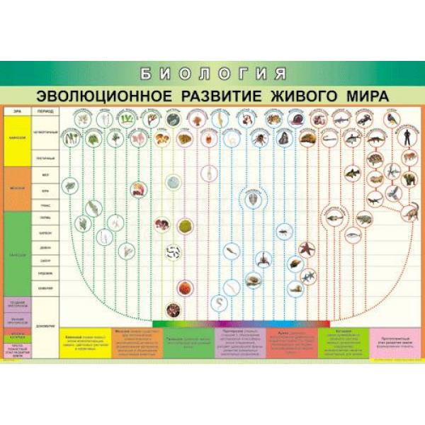 Таблица «Эволюция развития живого мира» 70×100 см