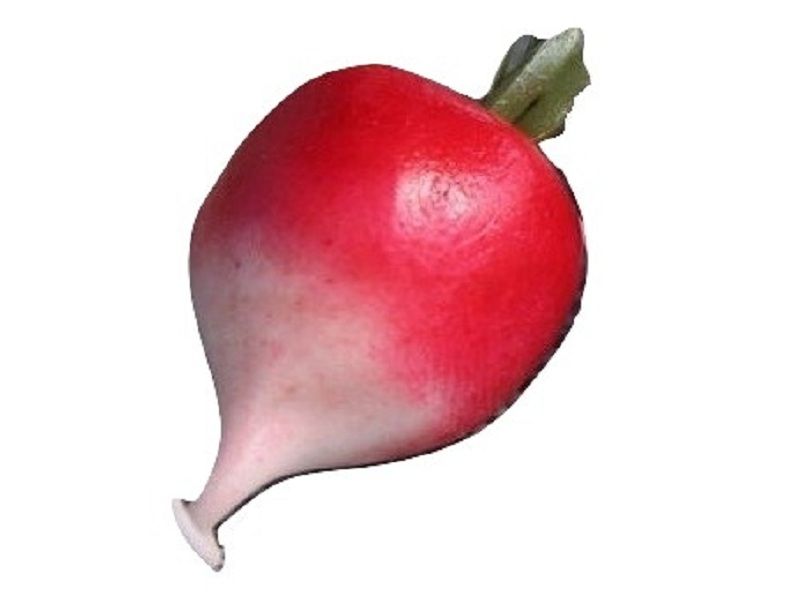 Муляж редис для рисования