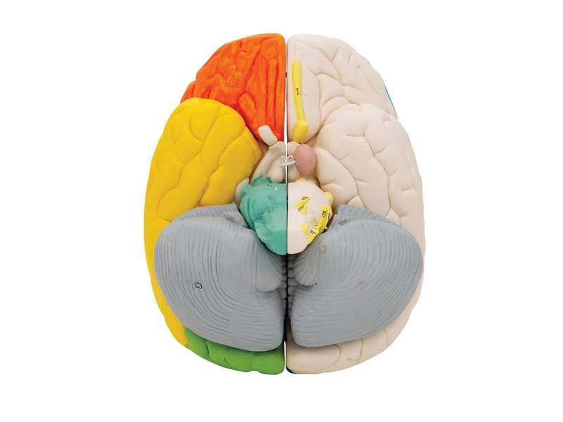 Нейро-анатомическая модель мозга