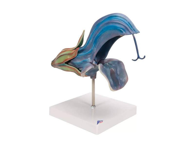 Модель цветка шалфея лугового 15×