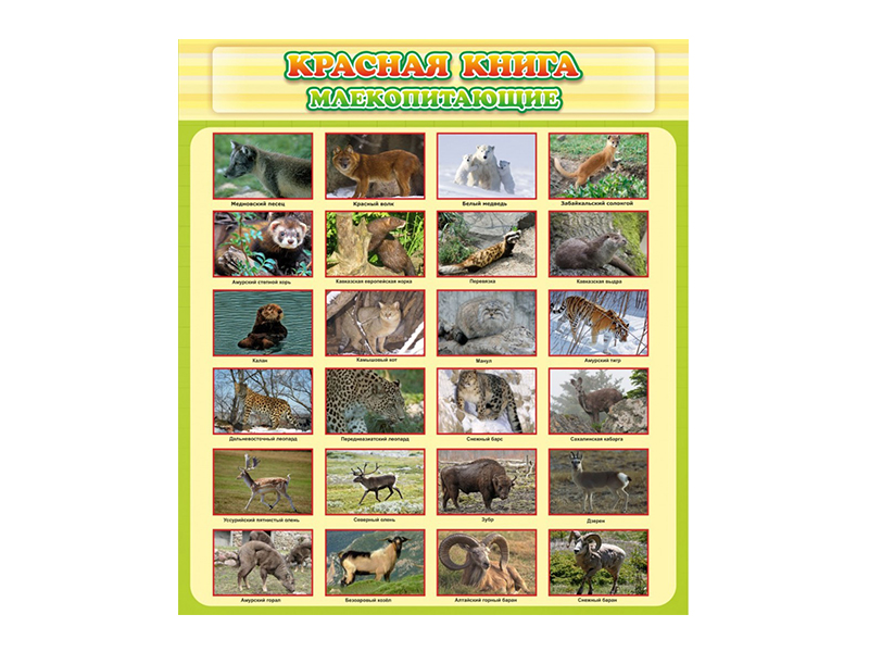 Стенд Красная книга - Млекопитающие
