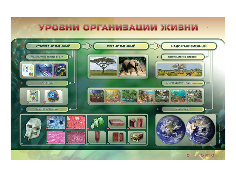 Электрифицированный стенд "Уровни организации жизни"