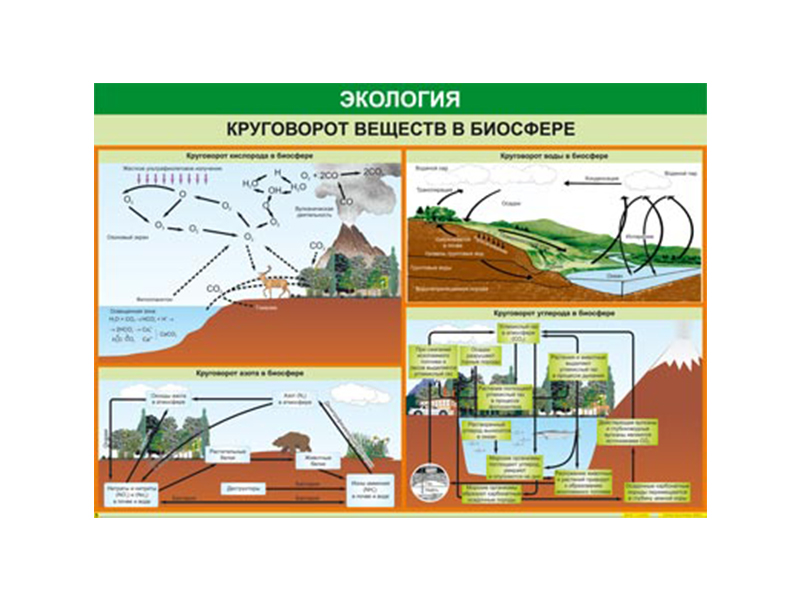 Таблица "Круговорот веществ в биосфере" 70х100 см