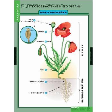 Комплект таблиц «Знакомство с цветковыми растениями» — 6 шт.
