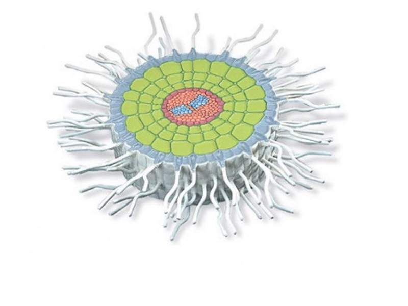 Корень в разрезе Горчица белая