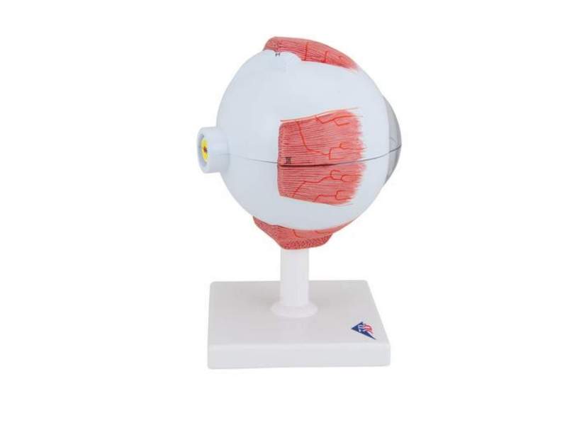 Модель глаза, 13x14x21 см