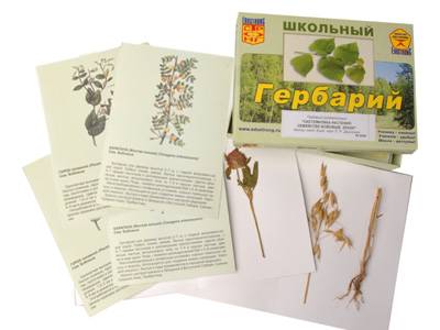 Гербарий «Систематика растений» — Бобовые и Злаки (раздаточный)