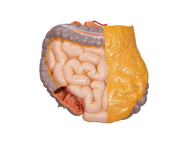 Модель торса человека бесполая