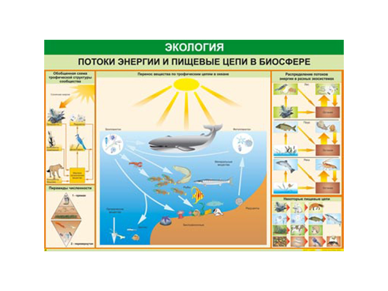Таблица "Потоки энергии и пищевые цепи в биосфере" 70х100 см