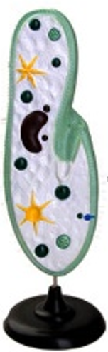 Модель инфузории-туфельки