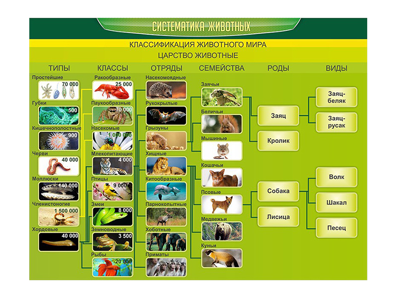 Стенд Систематика животных