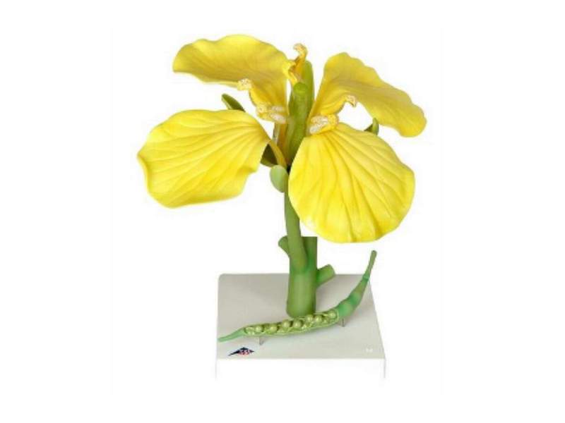 Модель цветка рапса 36 см