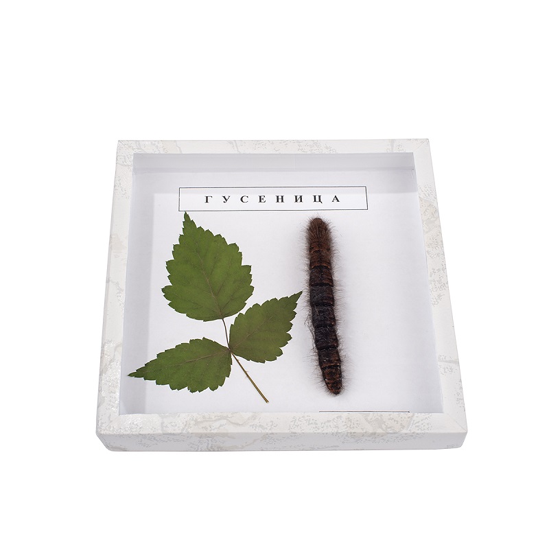 Энтомологическая коллекция "Гусеница" под стеклом