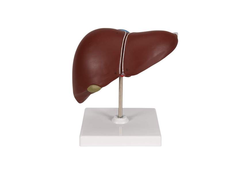 Печень с желчным пузырем