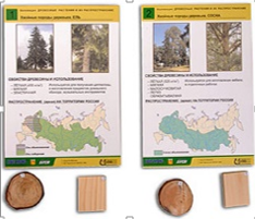 Коллекция Древесные растения и их распространение (демонстрационная)