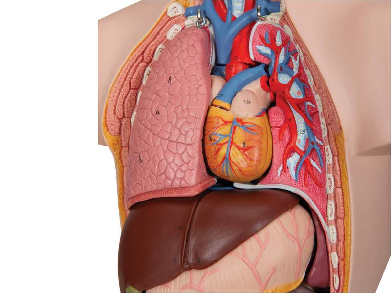 Модель торса человека уменьшенная